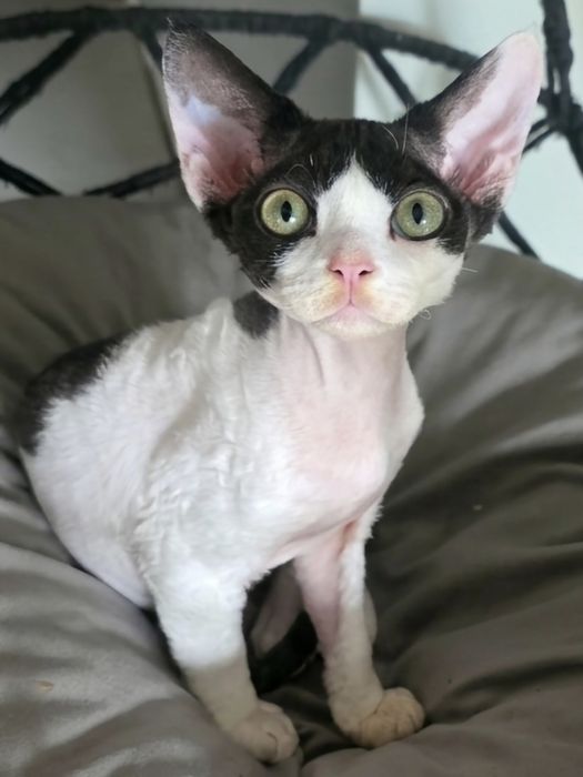 Kolo kocurek Devon Rex ur 12.02.2026