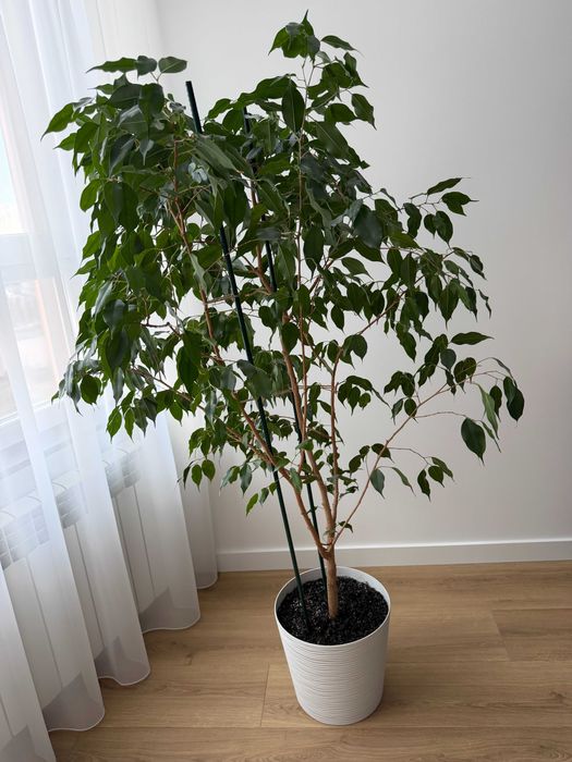 Фікус Бенджаміна 155см