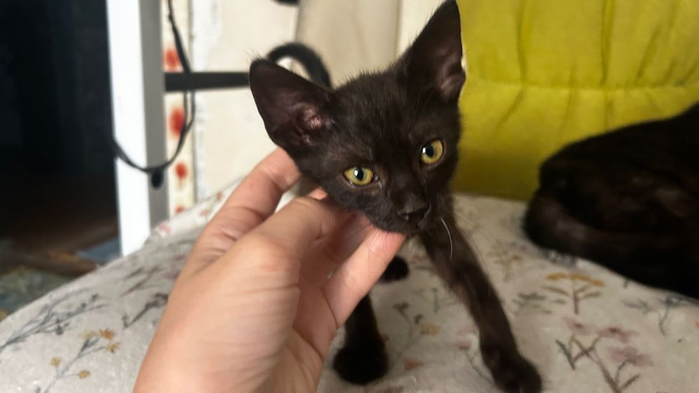 Кошеня чорне хлопчик