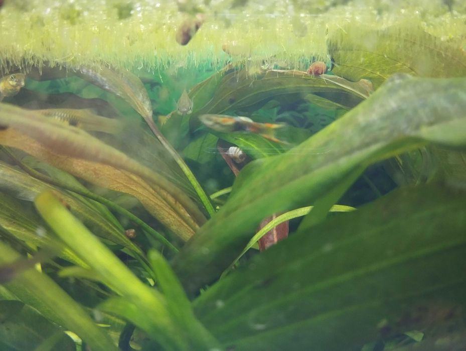 Peixes Guppys (Cardume)