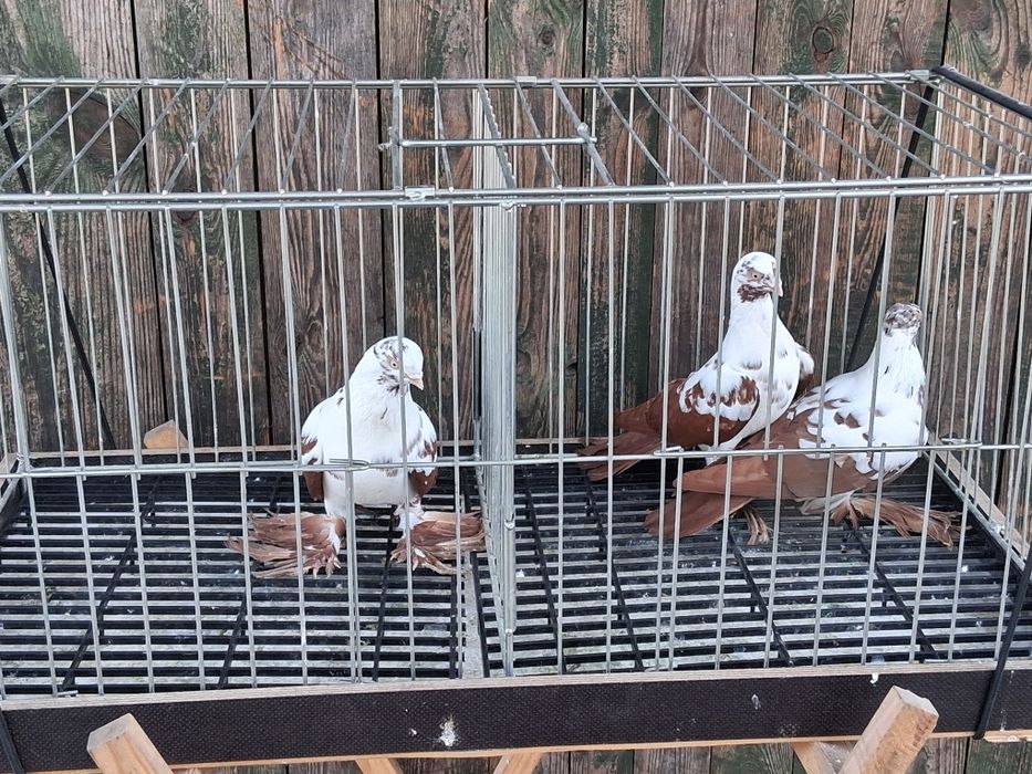 Widyny czerwone samce