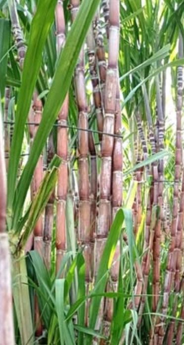 Cana de açucar - comer ou plantar