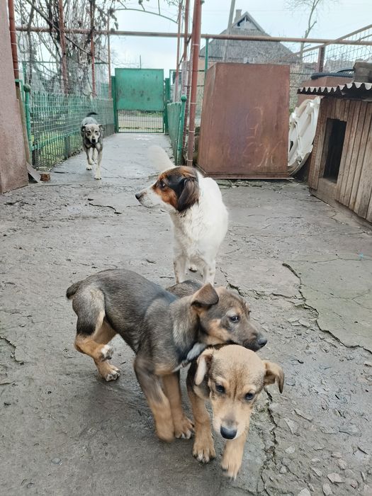 Отдам в хорошие руки