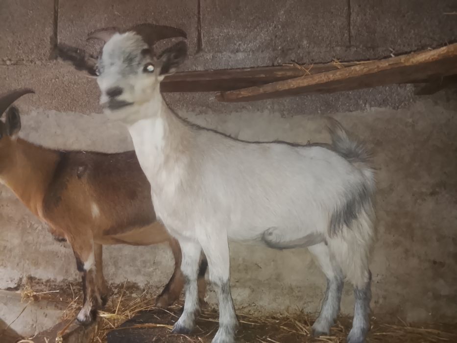 5 Cabras anãs meigas
