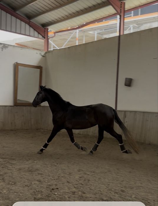 Poldro lusitano montado 4 anos