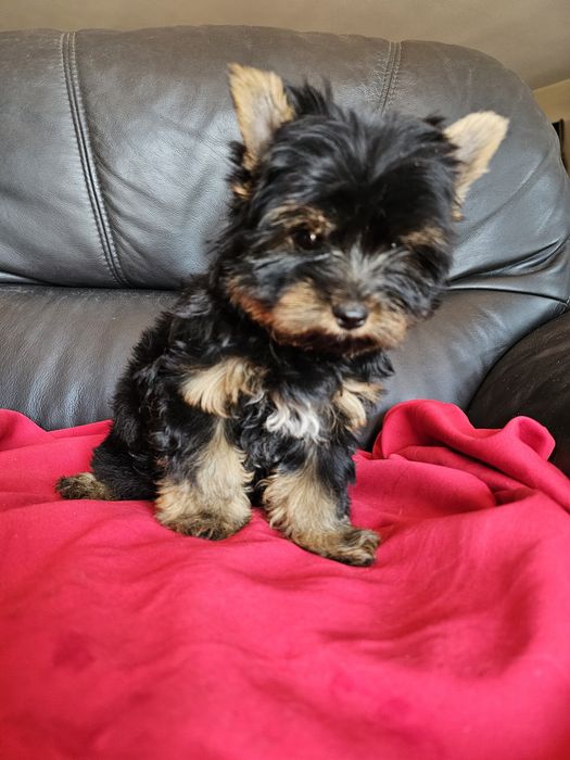 York terrier carier piekny  piesek