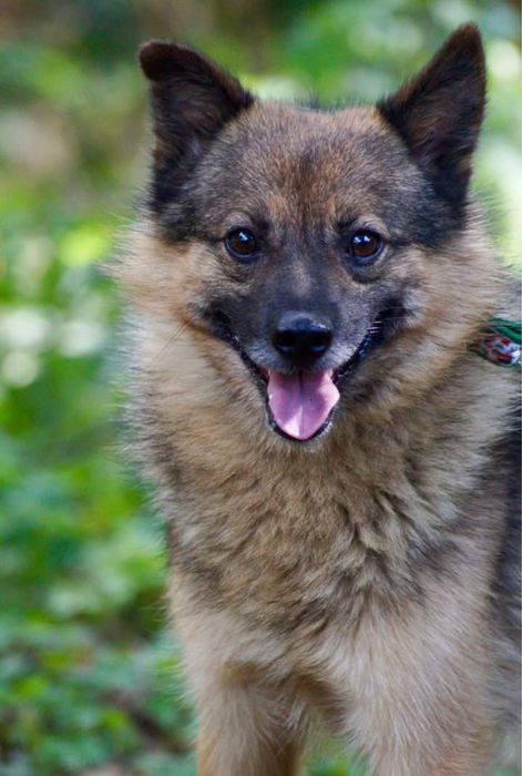 Wspaniały Dyzio szuka domu