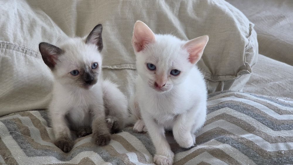 Gatinhos para dar