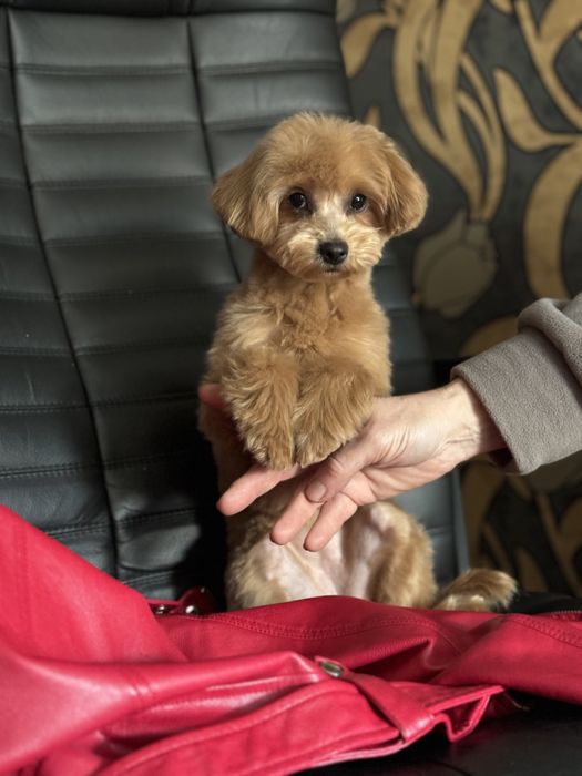 Мини девочка мальтипу