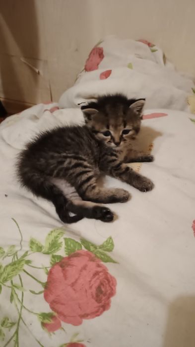 Отдам котенка в добрые руки