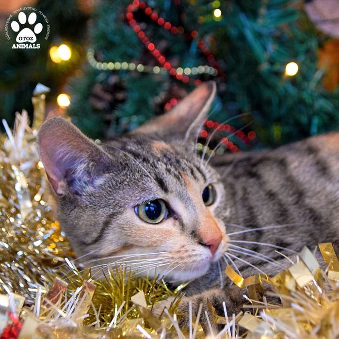 Młodziutka kotka Kylie do adopcji!