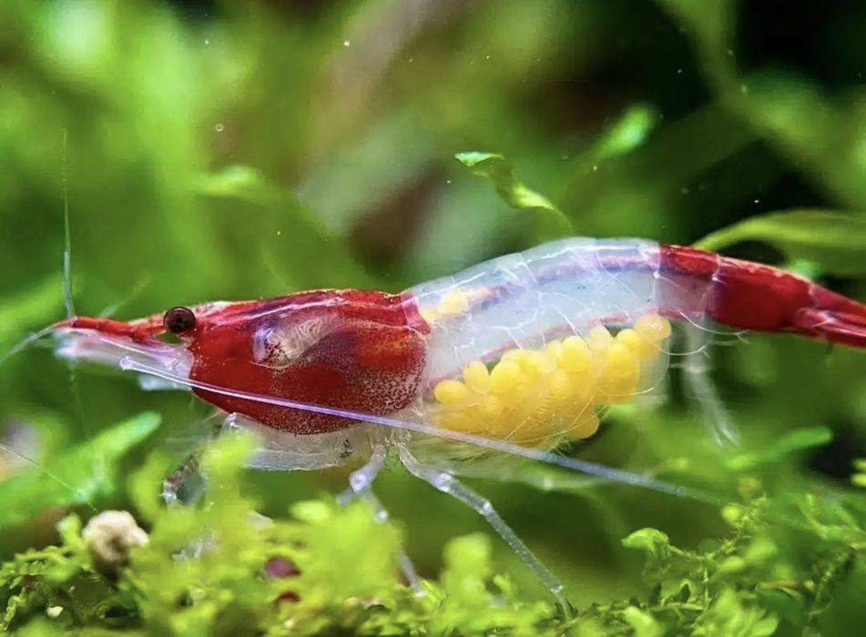Red Rili – Neocaridina selecionados