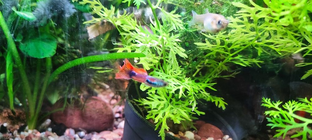 Sprzedam głupiki endlerta