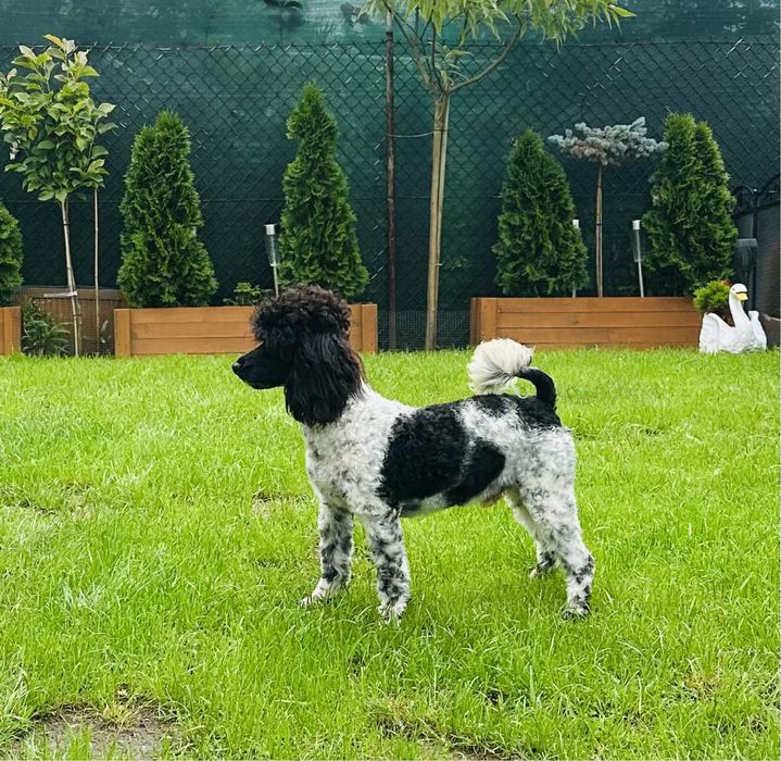 Pudel toy wielobarwny sunia