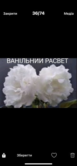 Глоксиниї сортові КІМНАТНІ РОСЛИНИ