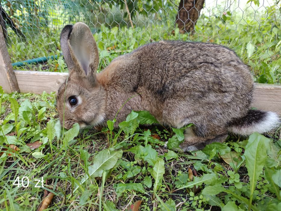 Sprzedam Króliki