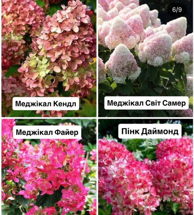 Гортензія волотиста в С2, гортензия метельчастая