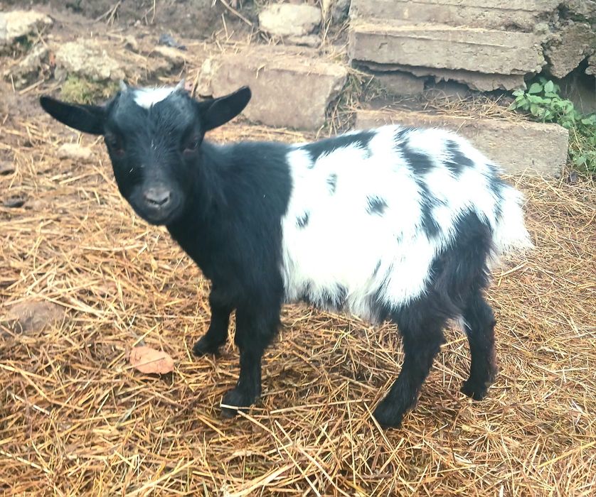 Камерунські кози. Голландській гном. Міні кози 4 місяці