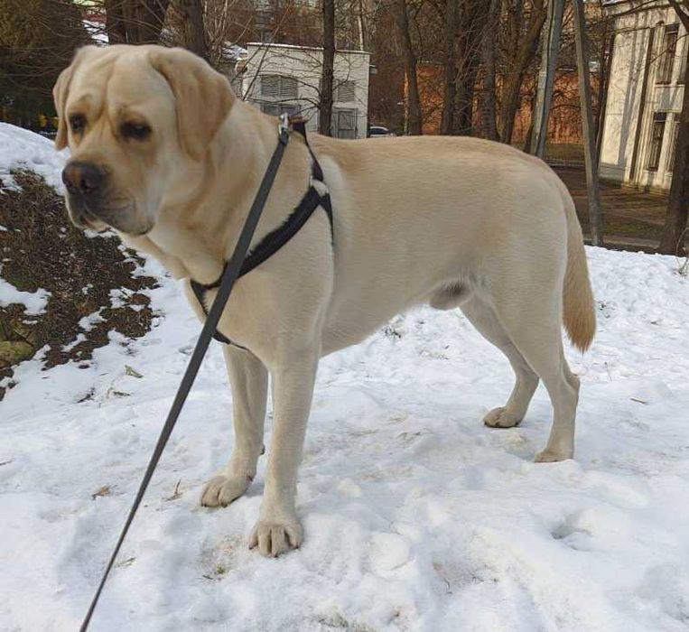 В'язка лабрадор хлопчик