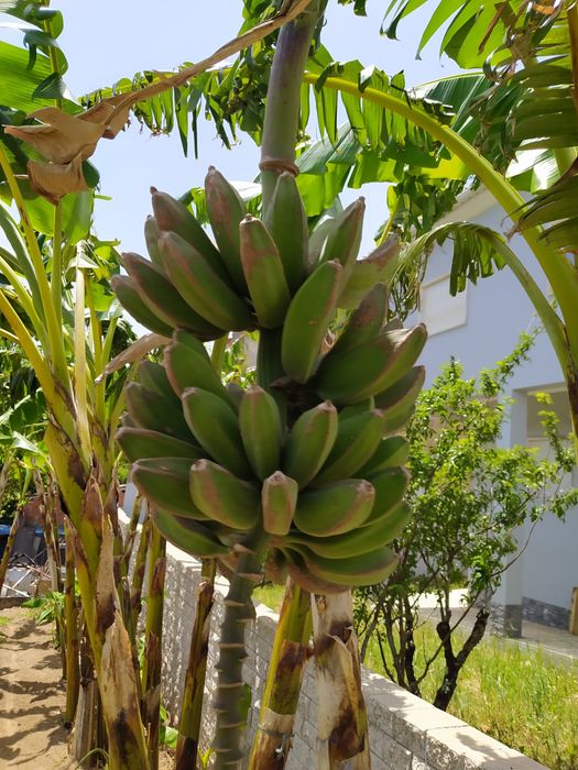 Bananeiras a partir de 10€ Particular