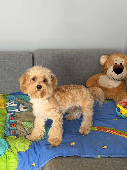 Maltipoo F1 -PIESEK
