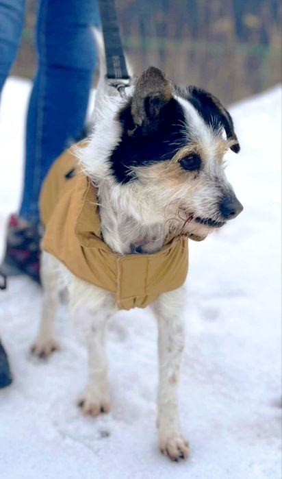 Cynamonek gorąco poleca się do adopcji...