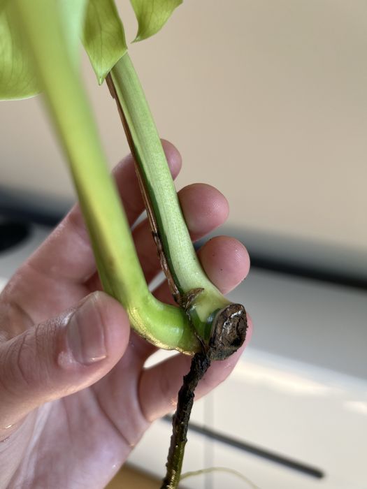 Monstera Lemon Lime