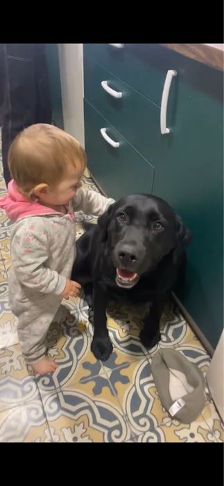 Лабрадор віддамо в добрі руки