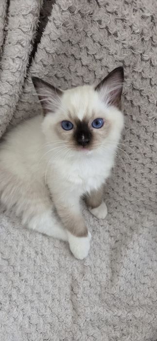 Kocurek rasy Ragdoll