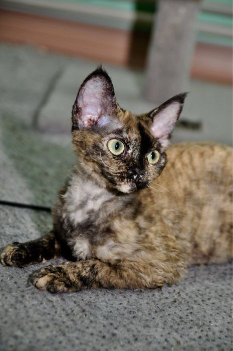 Доросла кішка Девон Рекс