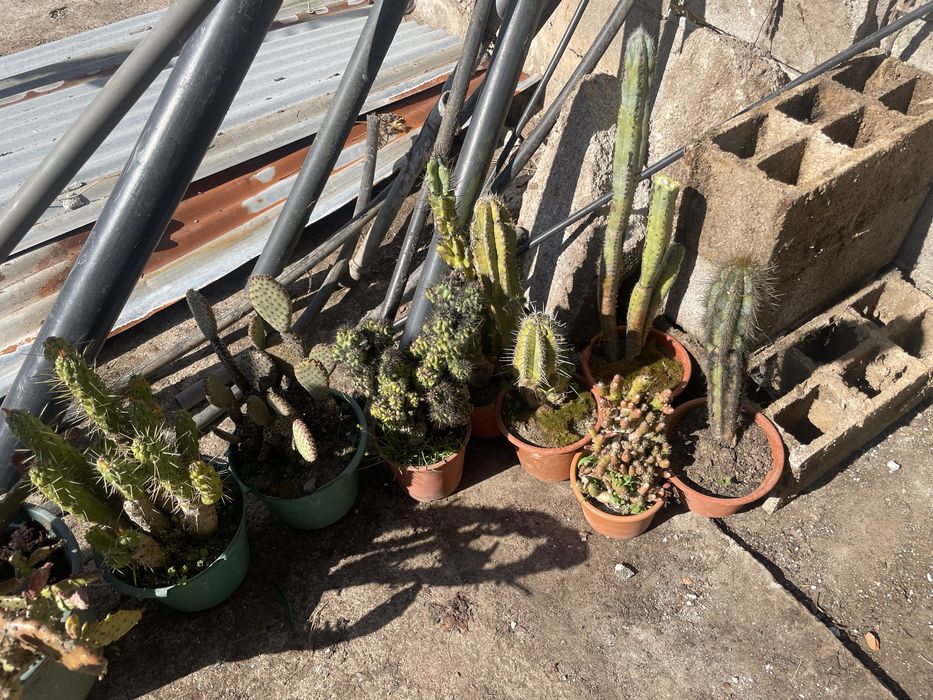 Cactos conjunto varios