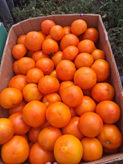 продам помидор асвон