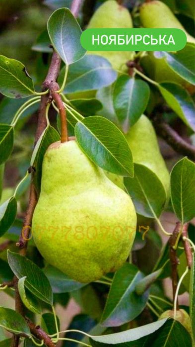 Яблука Садженці Слива Персик Айва Никтарин Саженці  Груша Инжир