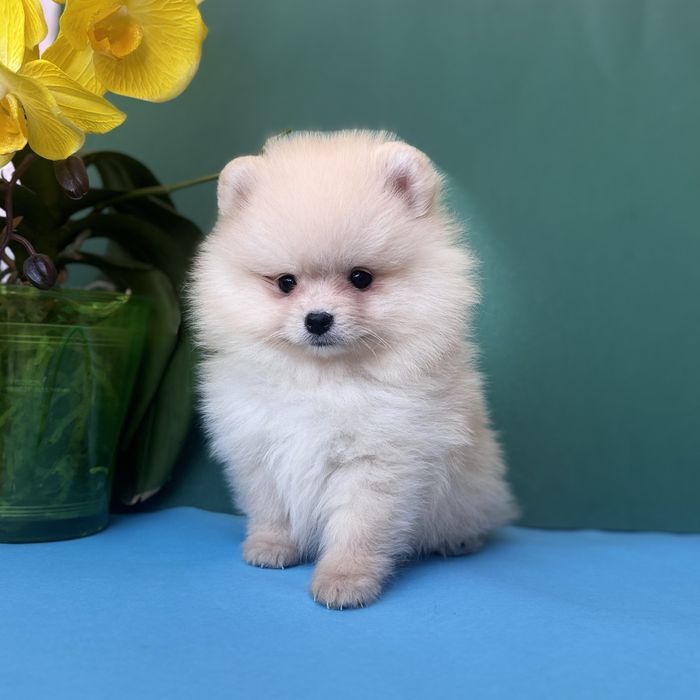 Хлопчик шоу класу тип ведмедика