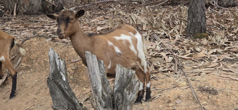 Casal Cabras Pequenas