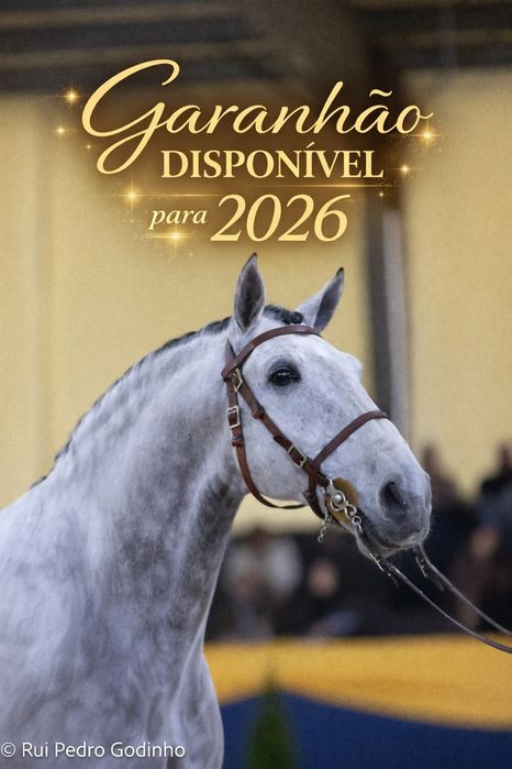 Cavalos   pontuados