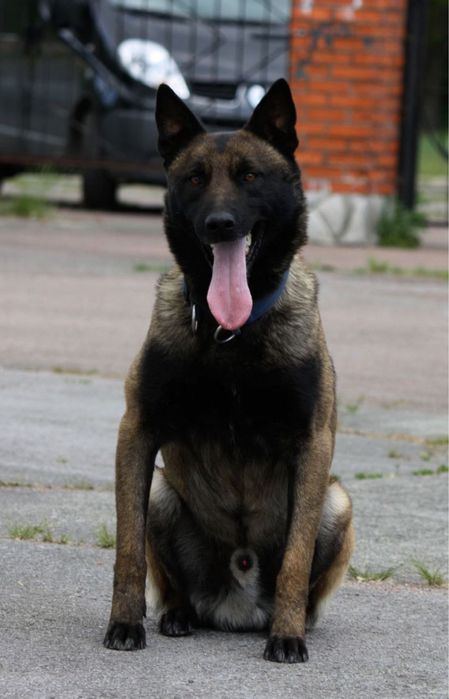 Для вязкі Бельгійська вівчарка малінуа с документами розвязаний