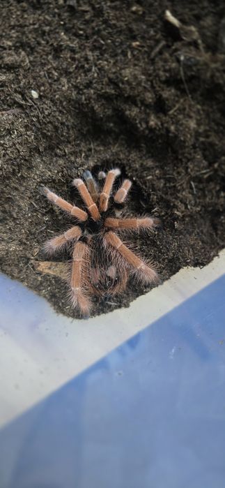 Robustum 3,5Dc  samica