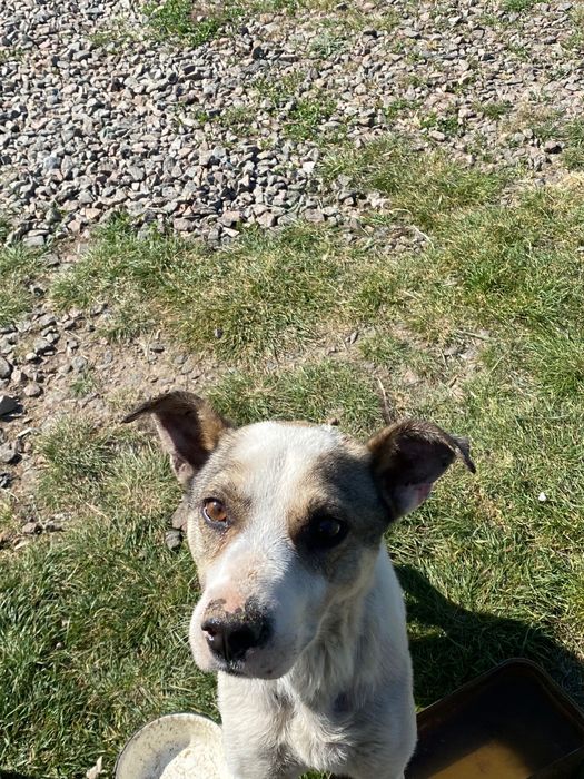 Собака в добрі руки!