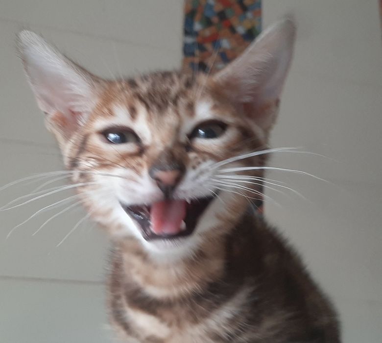 Маленька дівчинка 2,5 місяця