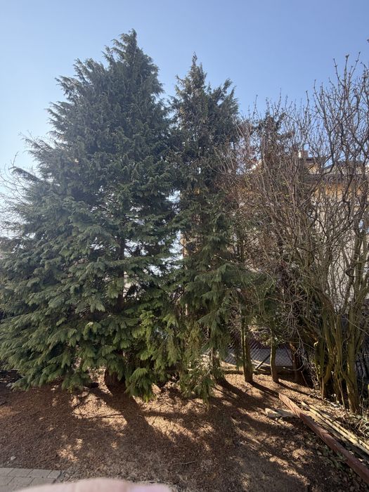 Oddam na opał bardzo duże