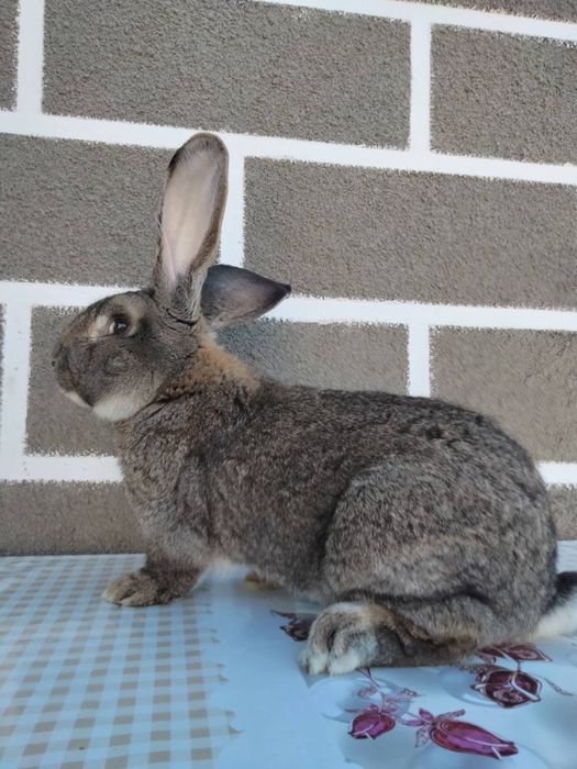 Кролики, самці та самиці