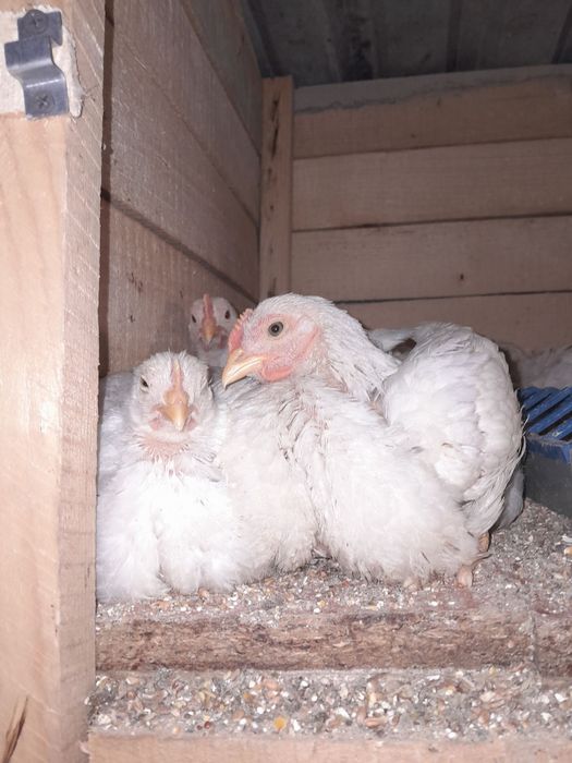 Продам чешский бройлер
