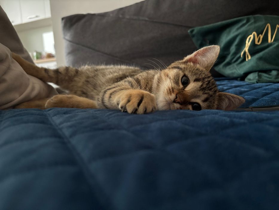 Oddam kotkę w dobre ręce