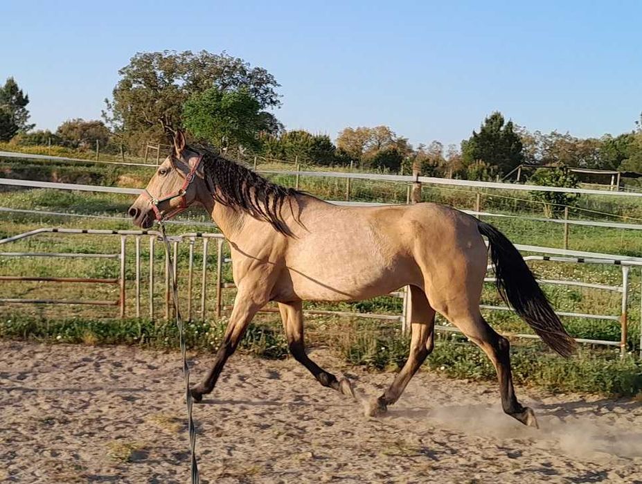 Linda égua cruzada baia montada