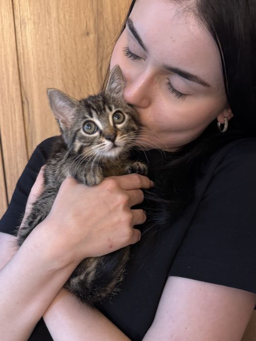 Kotka 7 tyg do adopcji