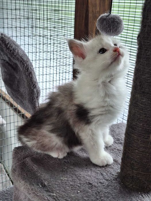 Gatinho Maine Coon