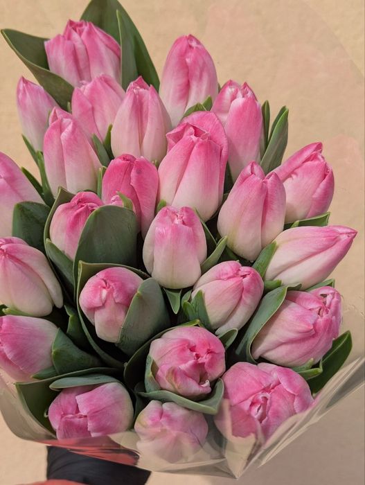 Тюльпани зрізні опт горщики,квіти