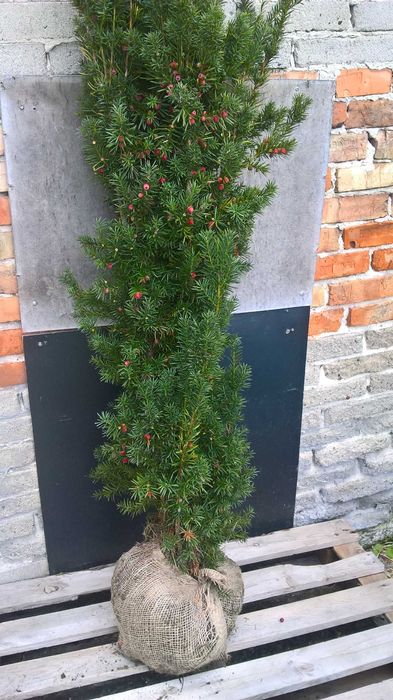 Cis,Cisy Hicksii Gotowy Żywopłot