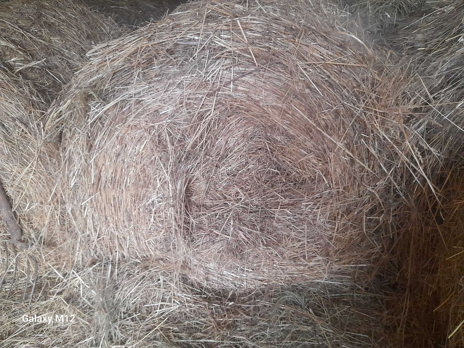 Siano w belach dla Koni Krów